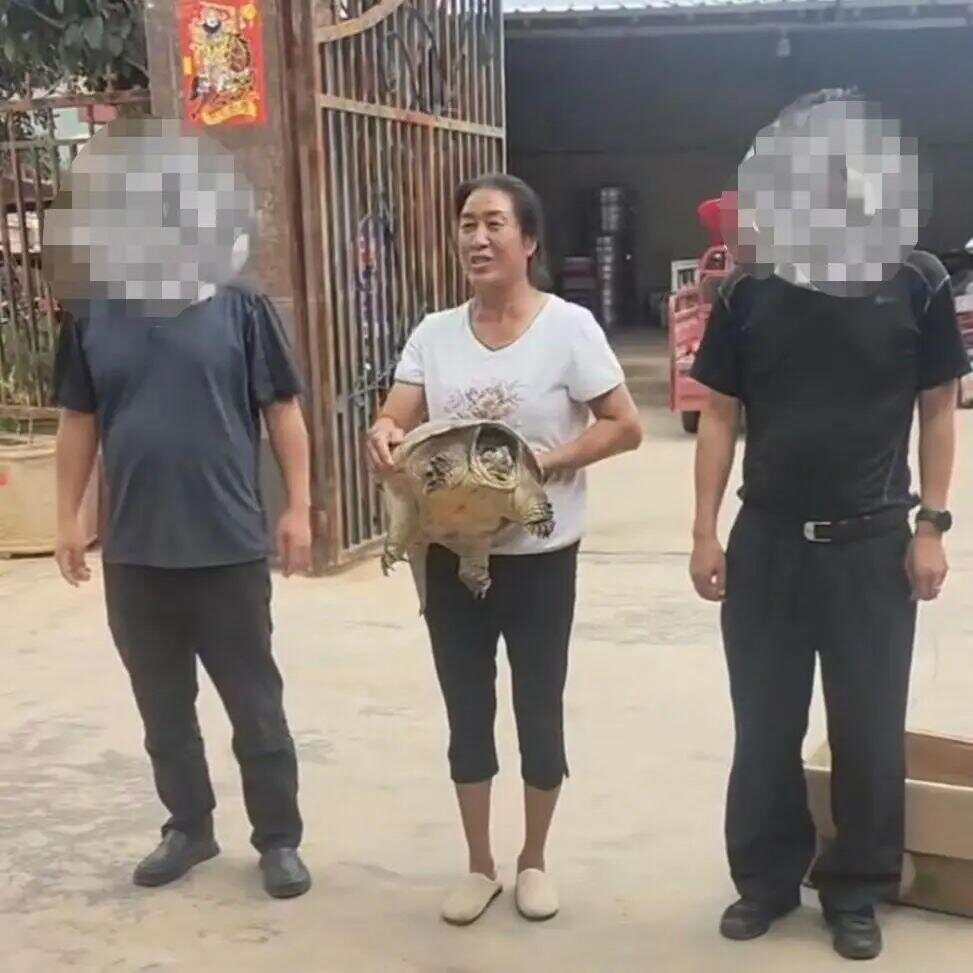 被抱走的龟找到了